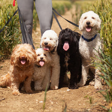 Load image into Gallery viewer, Pack Walk