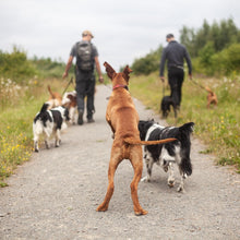 Load image into Gallery viewer, Pack Walk